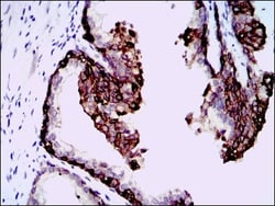 Hyaluronan Synthase 3/HAS3 Antibody (3C9) - BSA Free, Novus Biologicals