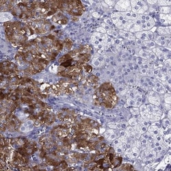 IA-2/PTPRN Antibody, Novus Biologicals:Antibodies:Primary Antibodies