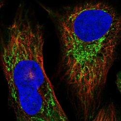 IARS2 Antibody, Novus Biologicals 25 &mu;L; Unlabeled:Antibodies, Polyclonal