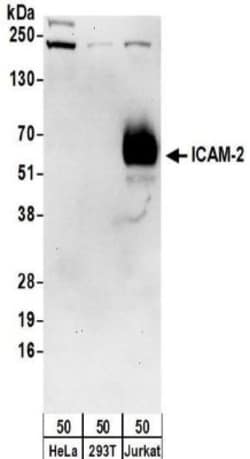 ICAM-2/CD102 Antibody, Novus Biologicals 0.1mg; Unlabeled:Antibodies, Polyclonal