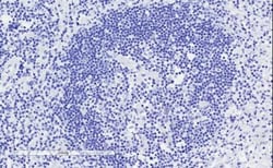 ICOS Antibody, Novus Biologicals 0.1mg; Unlabeled:Antibodies, Polyclonal