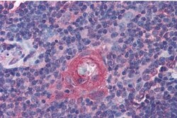 ICOS Antibody, Novus Biologicals 0.1mg; Unlabeled:Antibodies, Polyclonal
