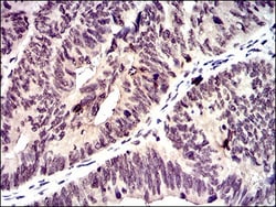 ID2 Antibody (4E12G5) - BSA Free, Novus Biologicals:Antibodies:Primary