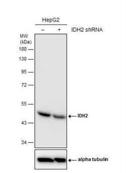IDH2 Antibody (673), Novus Biologicals 0.1 mL | Buy Online | Novus Biologicals | Fisher Scientific