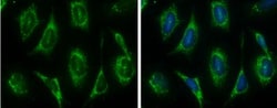 IDH3A Antibody, Novus Biologicals 0.1mL; Unlabeled:Antibodies, Polyclonal