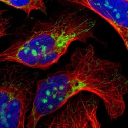 IDH3G Antibody, Novus Biologicals 25 &mu;L; Unlabeled:Antibodies, Polyclonal