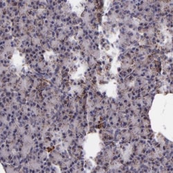 IDH3G Antibody, Novus Biologicals 25 &mu;L; Unlabeled:Antibodies, Polyclonal