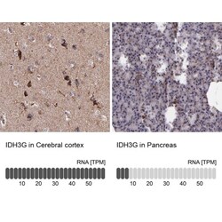 IDH3G Antibody, Novus Biologicals 25 &mu;L; Unlabeled:Antibodies, Polyclonal