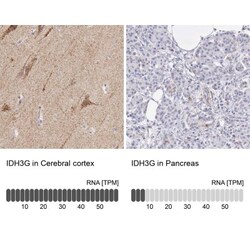 IDH3G Antibody, Novus Biologicals 0.1mL; Unlabeled:Antibodies, Polyclonal