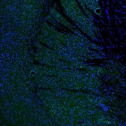 IER5 Antibody, Novus Biologicals:Antibodies:Primary Antibodies