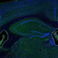 IER5 Antibody, Novus Biologicals:Antibodies:Primary Antibodies