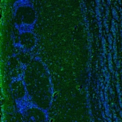 IER5 Antibody, Novus Biologicals:Antibodies:Primary Antibodies