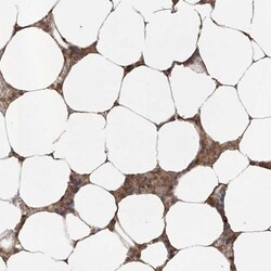 IER5 Antibody, Novus Biologicals:Antibodies:Primary Antibodies