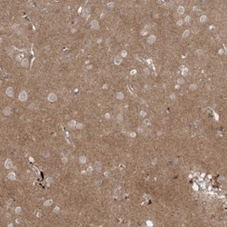 IER5 Antibody, Novus Biologicals:Antibodies:Primary Antibodies