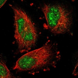 IER5L Antibody, Novus Biologicals:Antibodies:Primary Antibodies