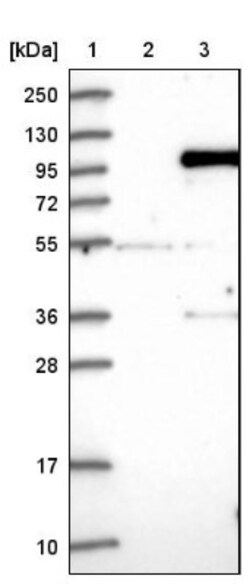 IFI16 Antibody, Novus Biologicals:Antibodies:Primary Antibodies