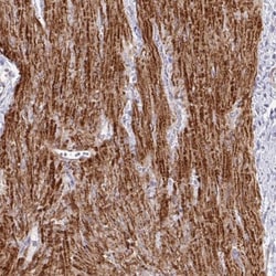 IFI44L Antibody, Novus Biologicals 0.1mL; Unlabeled:Antibodies, Polyclonal
