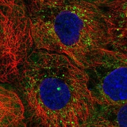 IFIT3 Antibody, Novus Biologicals 25 &mu;L, Unlabeled:Antibodies, Polyclonal