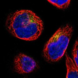 IFITM1 Antibody, Novus Biologicals 0.1mL; Unlabeled:Antibodies, Polyclonal