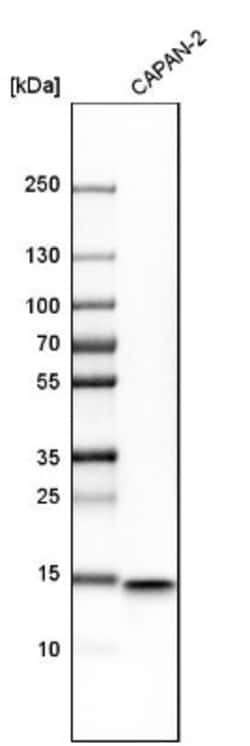 IFITM1 Antibody, Novus Biologicals 0.1mL; Unlabeled:Antibodies, Polyclonal