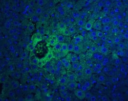 IFN-beta Antibody - BSA Free, Novus Biologicals 0.1mg; Unlabeled:Antibodies,