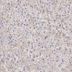 IFN-gamma R2 Antibody, Novus Biologicals:Antibodies:Primary Antibodies