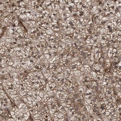 BASC4 Antibody, Novus Biologicals:Antibodies:Primary Antibodies