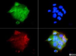 IGF-I R/IGF1R Antibody - BSA Free, Novus Biologicals 0.1mL; Unlabeled:Antibodies,