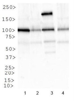IGF-I R/IGF1R Antibody - BSA Free, Novus Biologicals 0.1mL; Unlabeled:Antibodies,