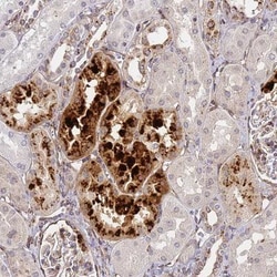 IGFBP-rp1/IGFBP-7 Antibody, Novus Biologicals 0.1mL; Unlabeled:Antibodies,