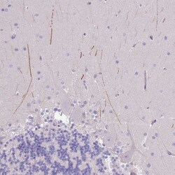 IGFL4 Antibody, Novus Biologicals 0.1mL; Unlabeled:Antibodies, Polyclonal
