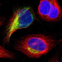 IGSF10 Antibody, Novus Biologicals 25 &mu;L | Buy Online | Novus Biologicals | Fisher Scientific