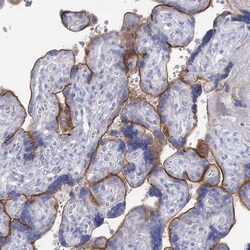 IGSF3 Antibody, Novus Biologicals 0.1mL; Unlabeled:Antibodies, Polyclonal