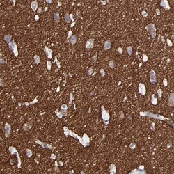 IGSF4B/SynCAM3/CADM3 Antibody, Novus Biologicals:Antibodies:Primary Antibodies