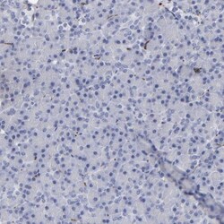IGSF4B/SynCAM3/CADM3 Antibody, Novus Biologicals:Antibodies:Primary Antibodies