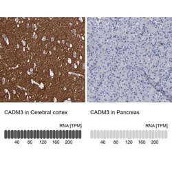 IGSF4B/SynCAM3/CADM3 Antibody, Novus Biologicals:Antibodies:Primary Antibodies