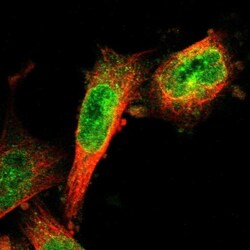 IGSF4C/SynCAM4 Antibody, Novus Biologicals:Antibodies:Primary Antibodies