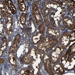 IGSF4C/SynCAM4 Antibody, Novus Biologicals:Antibodies:Primary Antibodies