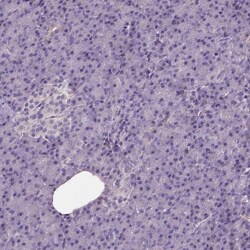 IGSF4C/SynCAM4 Antibody, Novus Biologicals:Antibodies:Primary Antibodies