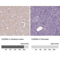 IGSF4C/SynCAM4 Antibody, Novus Biologicals:Antibodies:Primary Antibodies