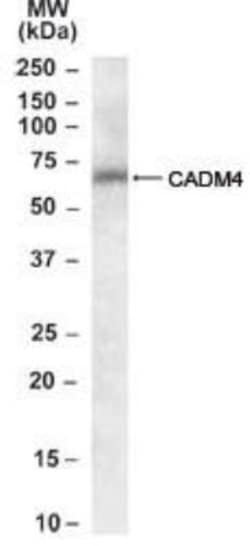 IGSF4C/SynCAM4 Antibody, Novus Biologicals 0.1mg; Unlabeled:Antibodies,