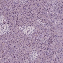 IGSF4D/SynCAM2/CADM2 Antibody, Novus Biologicals 0.1 mL | Buy Online | Novus Biologicals | Fisher Scientific