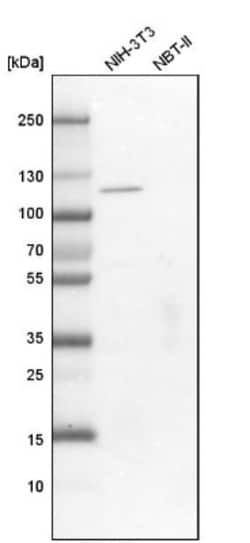 IGSF9 Antibody, Novus Biologicals 0.1mL; Unlabeled:Antibodies, Polyclonal