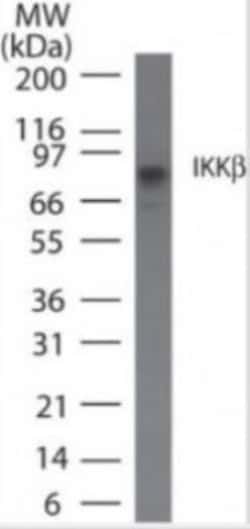 IKK beta Antibody (10A9B6) - BSA Free, Novus Biologicals 0.1mg; Unlabeled:Antibodies,