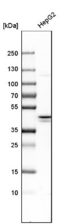 IKK gamma Antibody, Novus Biologicals:Antibodies:Primary Antibodies