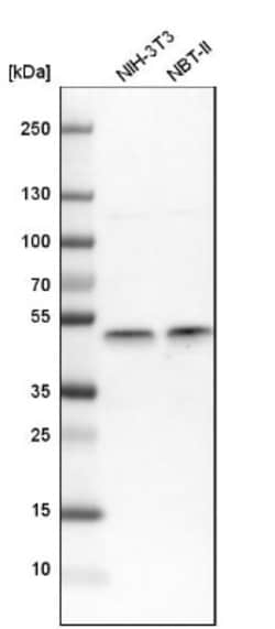 IKK gamma Antibody, Novus Biologicals:Antibodies:Primary Antibodies