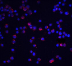 IL-1 RAcP/IL-1 R3 Antibody - BSA Free, Novus Biologicals 0.1mg; Unlabeled:Antibodies,