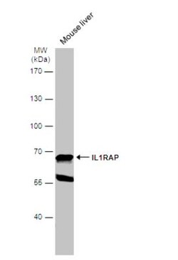 IL-1 RAcP/IL-1 R3 Antibody, Novus Biologicals 0.1mL; Unlabeled:Antibodies,