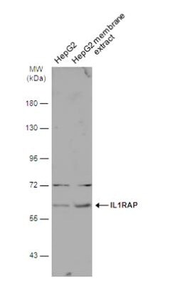 IL-1 RAcP/IL-1 R3 Antibody, Novus Biologicals 0.1mL; Unlabeled:Antibodies,