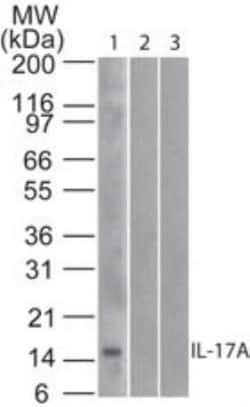 IL-17/IL-17A Antibody (4H1524), Novus Biologicals:Antibodies:Primary Antibodies